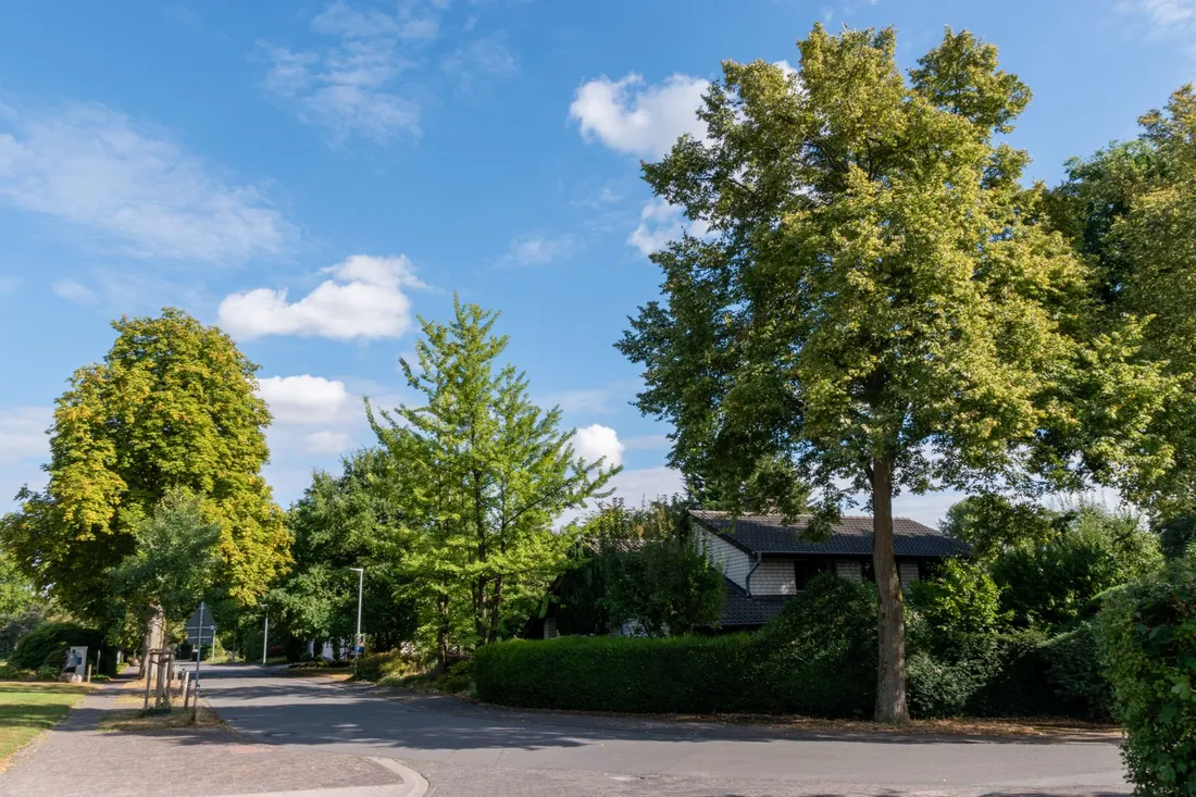 Grüne Wohnstraße mit Bäumen und Einfamilienhäusern